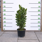 Vavrín pravý - bobkový list (Laurus nobilis) - výška 40-60cm, kont. C3L 